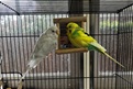 Millie's budgies yellow Gizmo and special albino friend Chubby are the best of friends